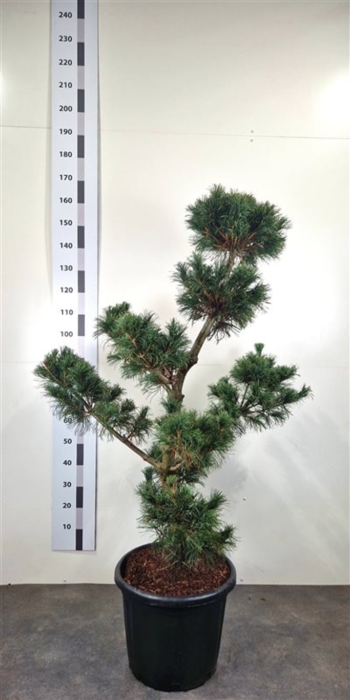 Pinus parv. 'Himburgii' - 120-140 CM Bonsai Cont.